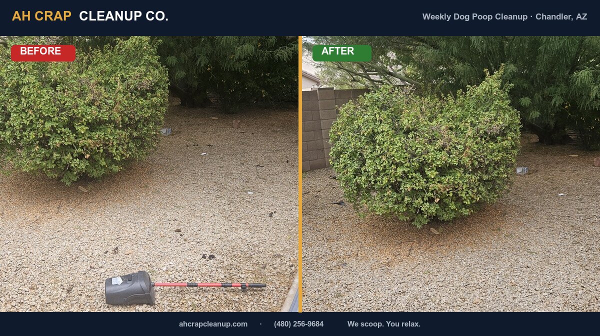 Before and after: weekly dog poop cleanup on a Chandler gravel yard — waste scooped from around the shrubs