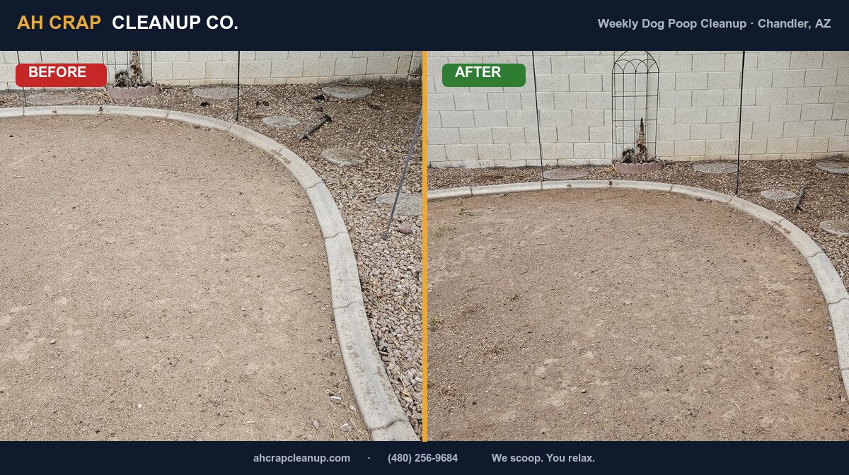 Before and after: dog waste removed from a dirt-and-gravel Chandler yard near Ray Rd